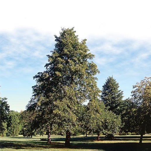 Tilia cordata 'Glenleven' (Tilleul à petites feuilles 'Glenleven')