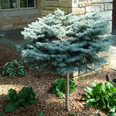 Picea pungens 'Globosa' patio (Épinette bleue naine sur tige)