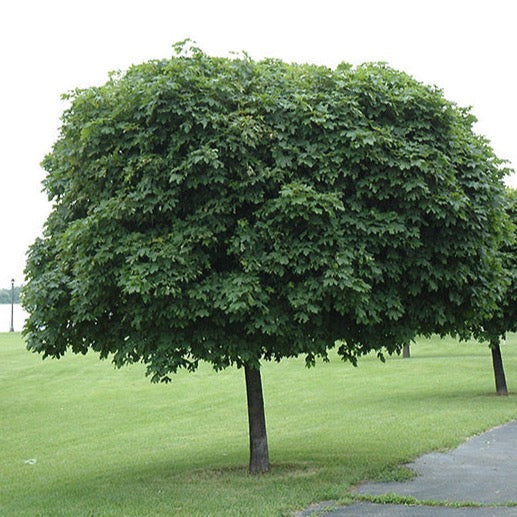 Érable de Norvège ‘boule’ (Acer platanoides 'Globosum')