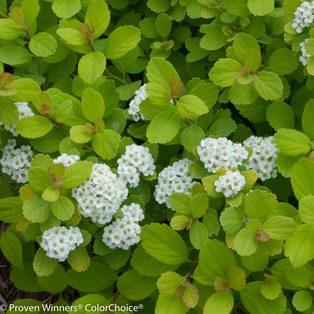 Spiraea betula ‘Glow Girl’ (Spirées ´Glow Girl’)