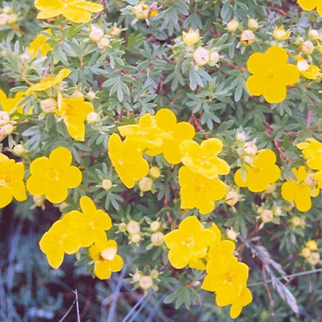 Potentilla fruticosa 'Gold Finger' (Potentille 'Gold Finger')