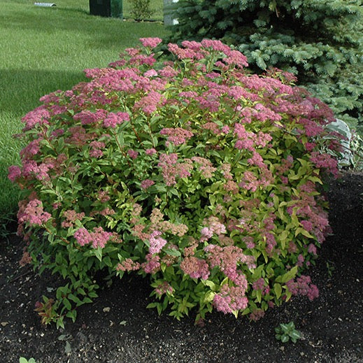 Spiraea bumalda 'Goldflame' (Spirée bumalda ‘Goldflame’)