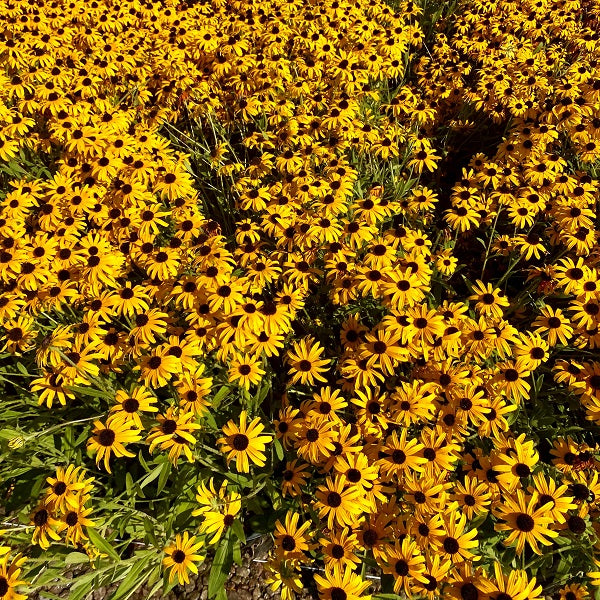 Rudbeckia 'American Gold Rush' (Rudbeckie 'American Gold Rush')