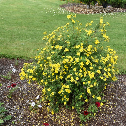 Potentilla fruticosa 'Gold Star' (Potentille ‘Gold Star’)