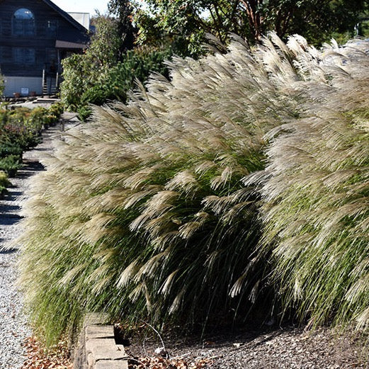 Miscanthus sinensis 'Gracillimus' (Roseau de Chine 'Gracilimus')