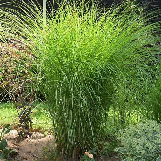 Miscanthus sinensis 'Gracillimus' (Roseau de Chine 'Gracilimus')