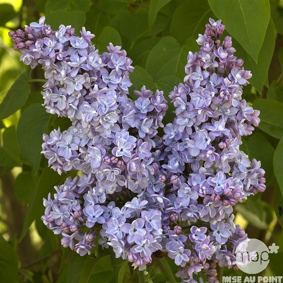 Syringa vulgaris 'President Grevy' (Lilas commun ‘Président Grévy’)