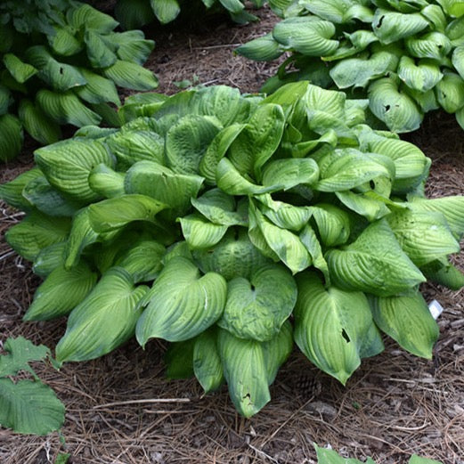 Hosta 'Guacamole' (Hosta 'Guacamole')