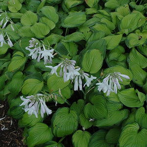 Hosta 'Guacamole' (Hosta 'Guacamole')