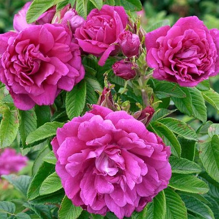 Rosa 'Hansa' (Arbuste) (Rosier ‘Hansa’)