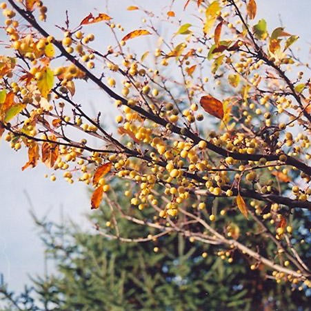 Malus 'Harvest Gold' (Pommetier ‘Harvest Gold’)