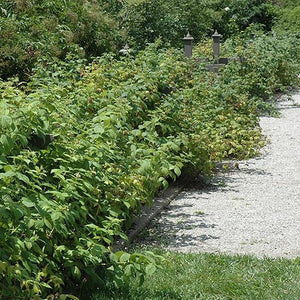 Rubus 'Heritage (Framboisier ‘Héritage’)