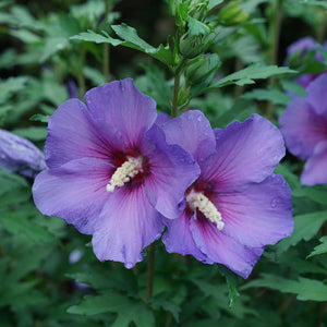 Hibiscus syriacus 'Paraplu Violet' (Hibiscus 'Paraplu Violet')