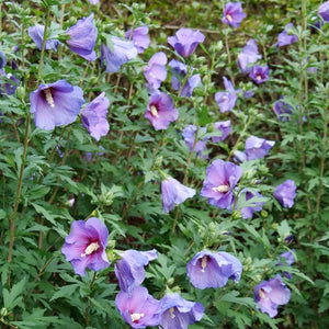 Hibiscus syriacus 'Paraplu Violet' (Hibiscus 'Paraplu Violet')