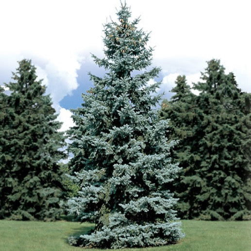 Picea pungens 'Hoopsii' (Épinette bleue ‘Hoopsii’)
