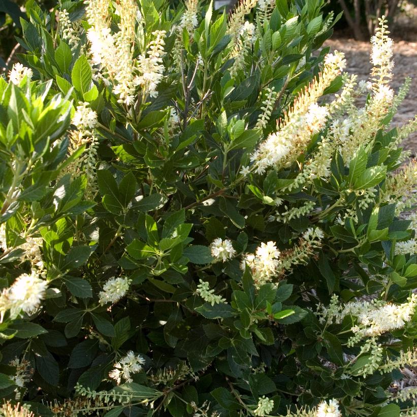 Clethra alnifolia 'Hummingbird' (Clèthre à feuilles d’aulne ‘Hummingbird’)