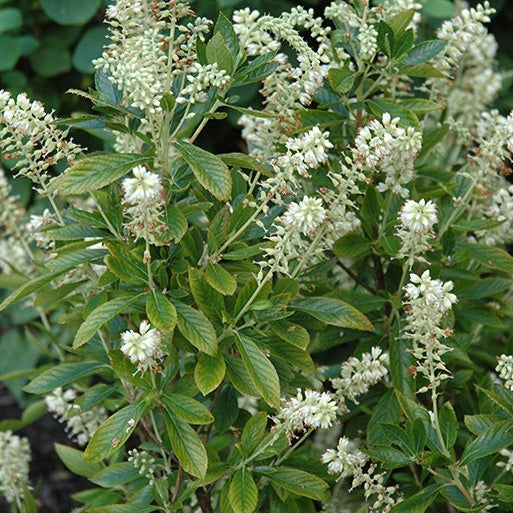 Clethra alnifolia 'Hummingbird' (Clèthre à feuilles d’aulne ‘Hummingbird’)