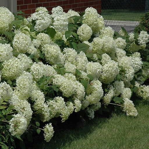 Hydrangea arborescens 'Annabelle' (Hydrangée arborescens‘Annabelle’)