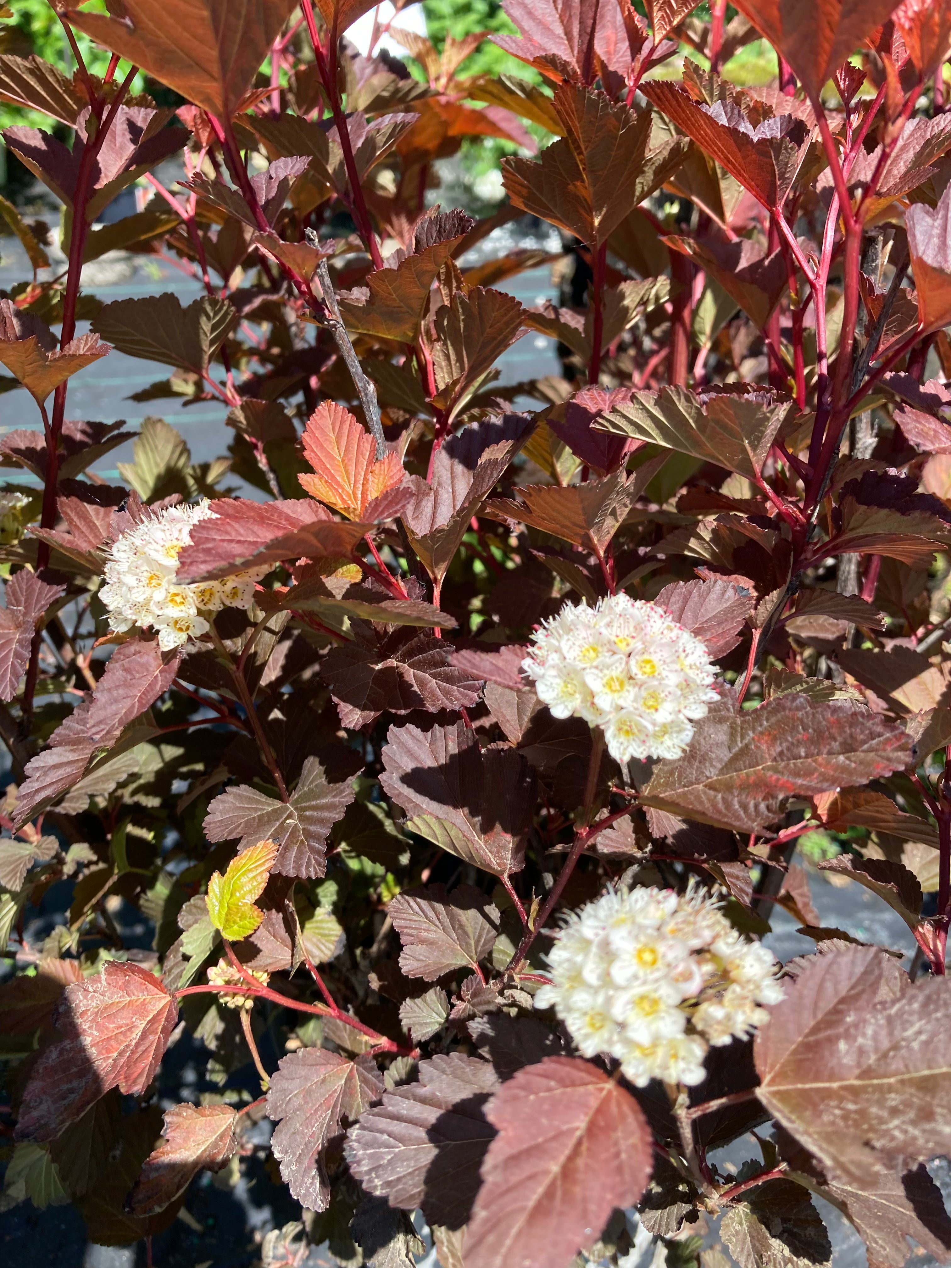 Physocarpus opulifolius 'Coppertina' PW (Physocarpe ‘Coppertina’)