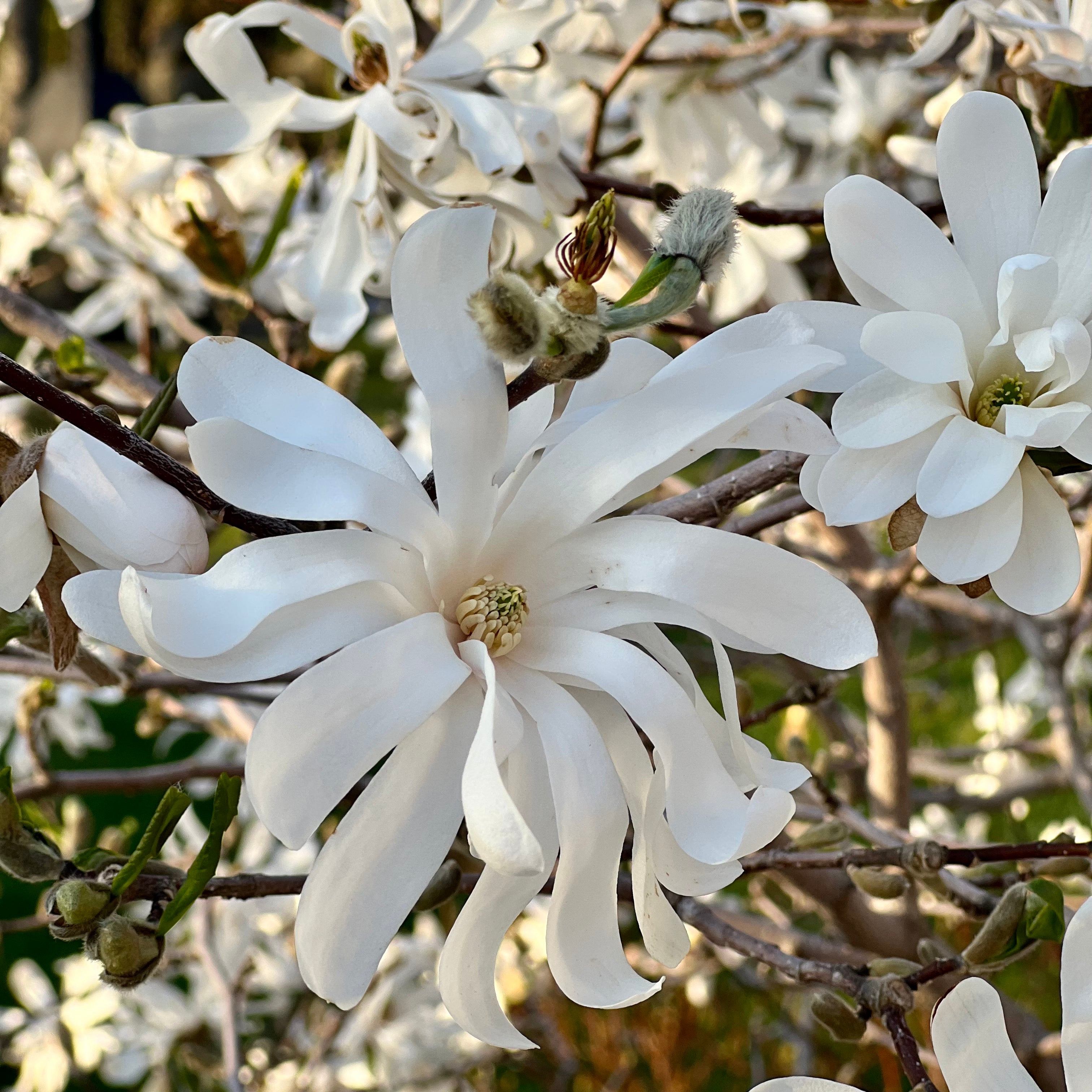 Magnolia stellata 'Royal Star' (Magnolia stellata ‘Royal Star’)