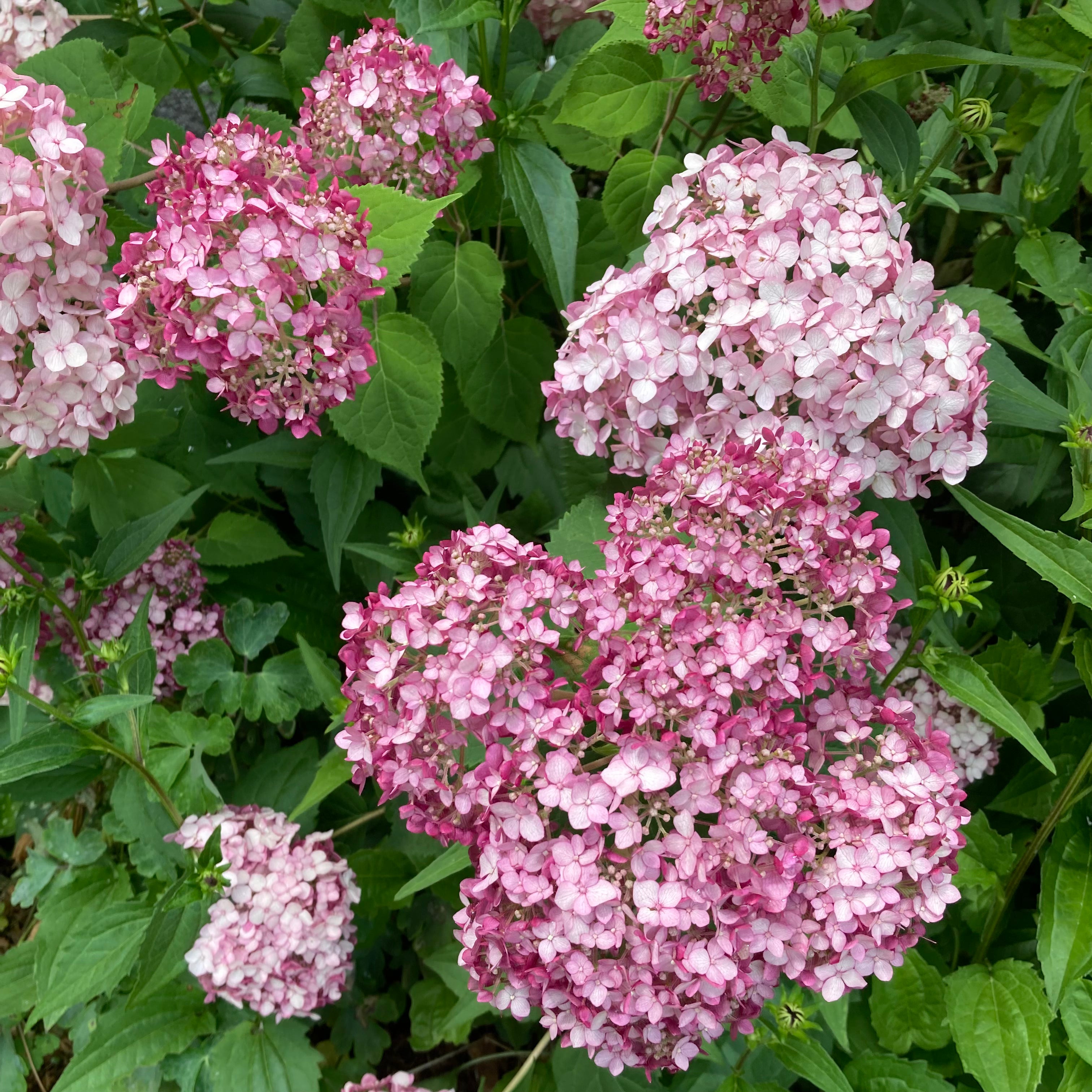 Hydrangea incrediball 'Blush' (Hydrangea arborescens ‘Incrediball Blush’)