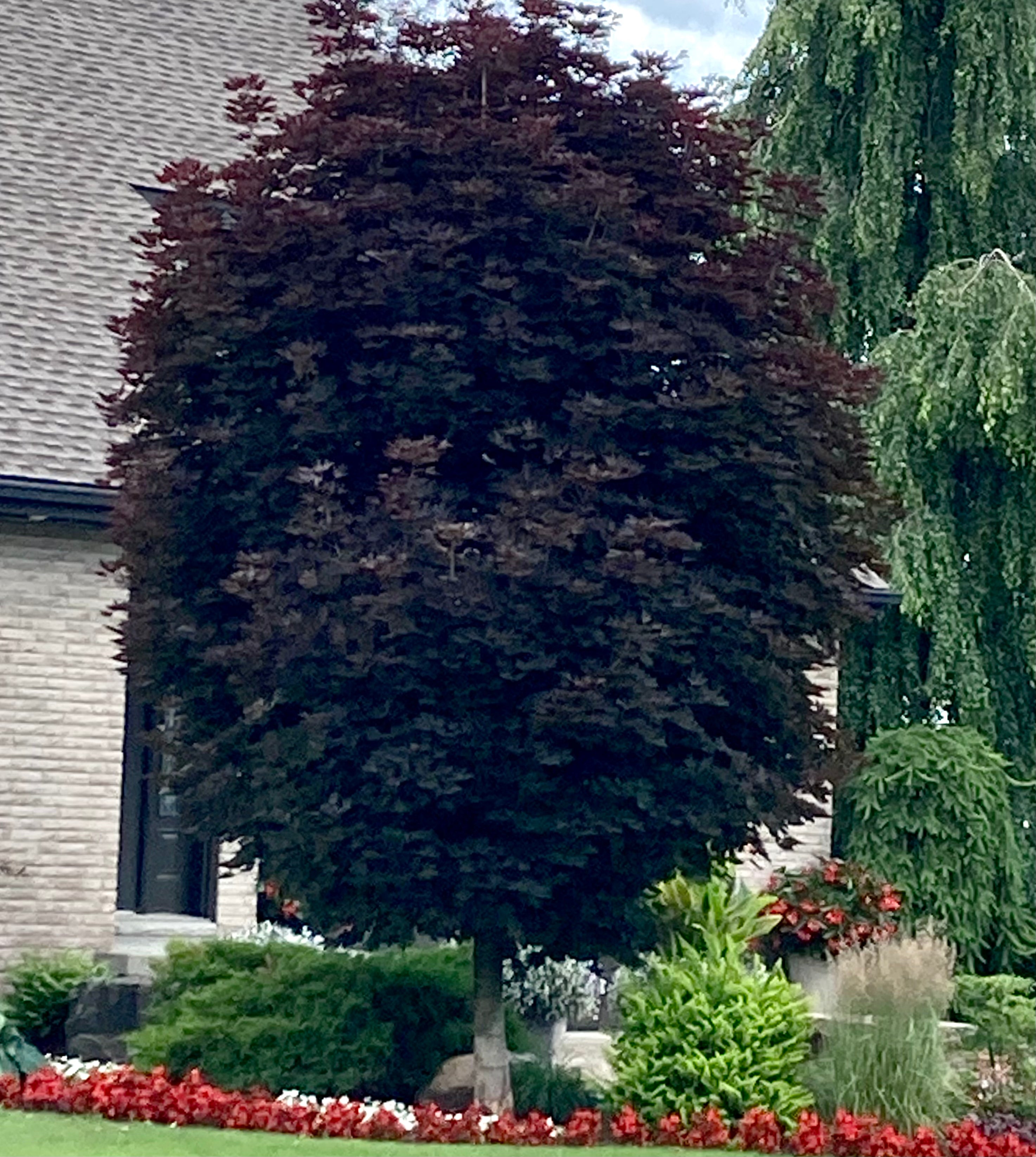 Érable de Norvège 'Crimson Sentry' ( Acer platanoides ‘Crimson Sentry’)