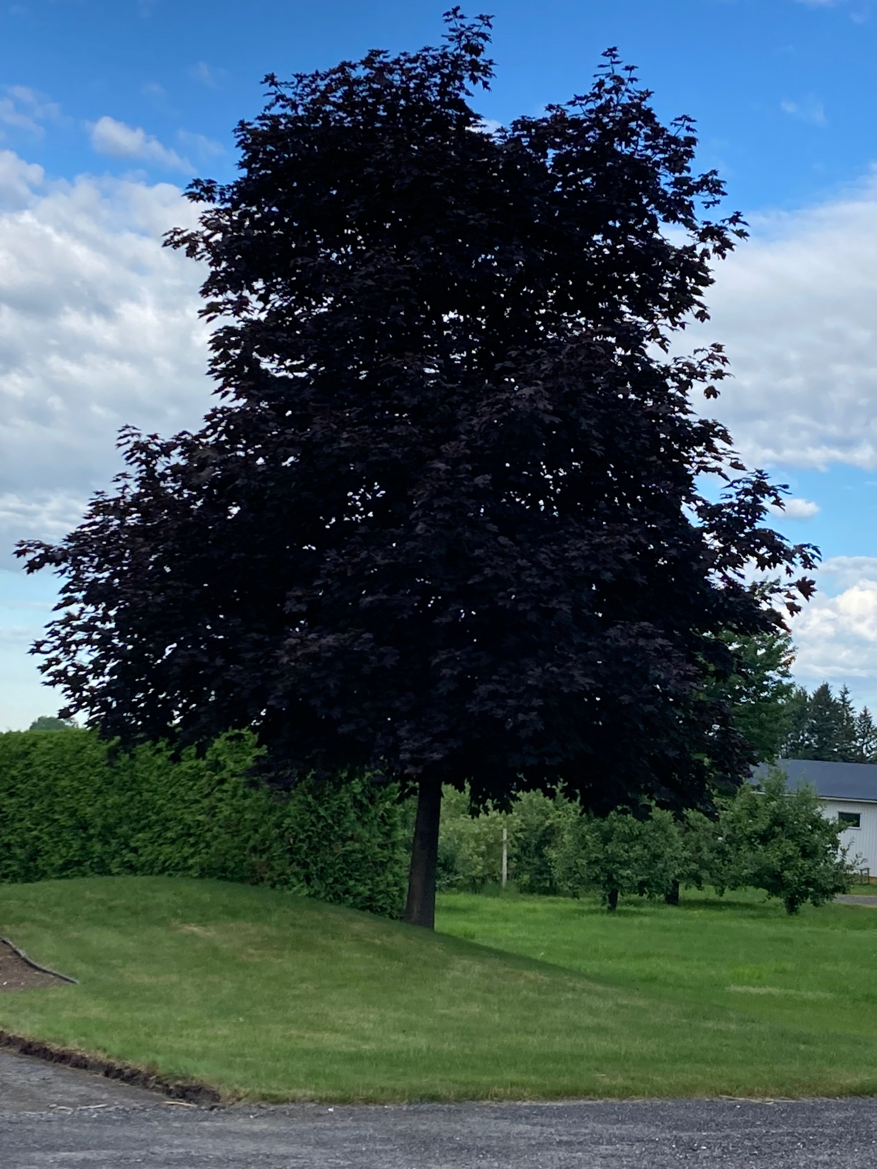 Érable de Norvège ‘Royal Red’ (Acer platanoides 'Royal Red')