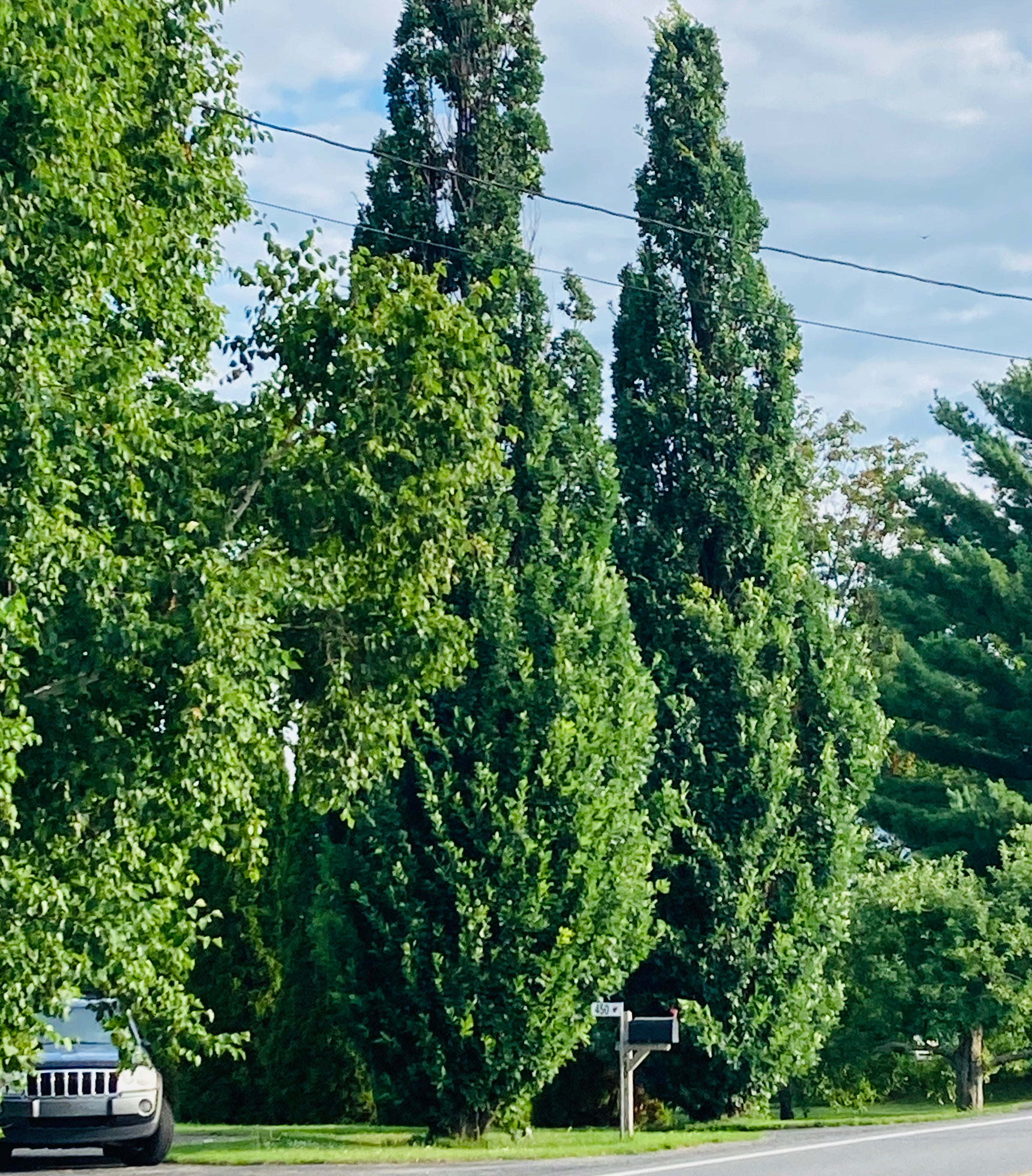 Quercus robur 'Fastigiata' (Chêne anglais fastigié)