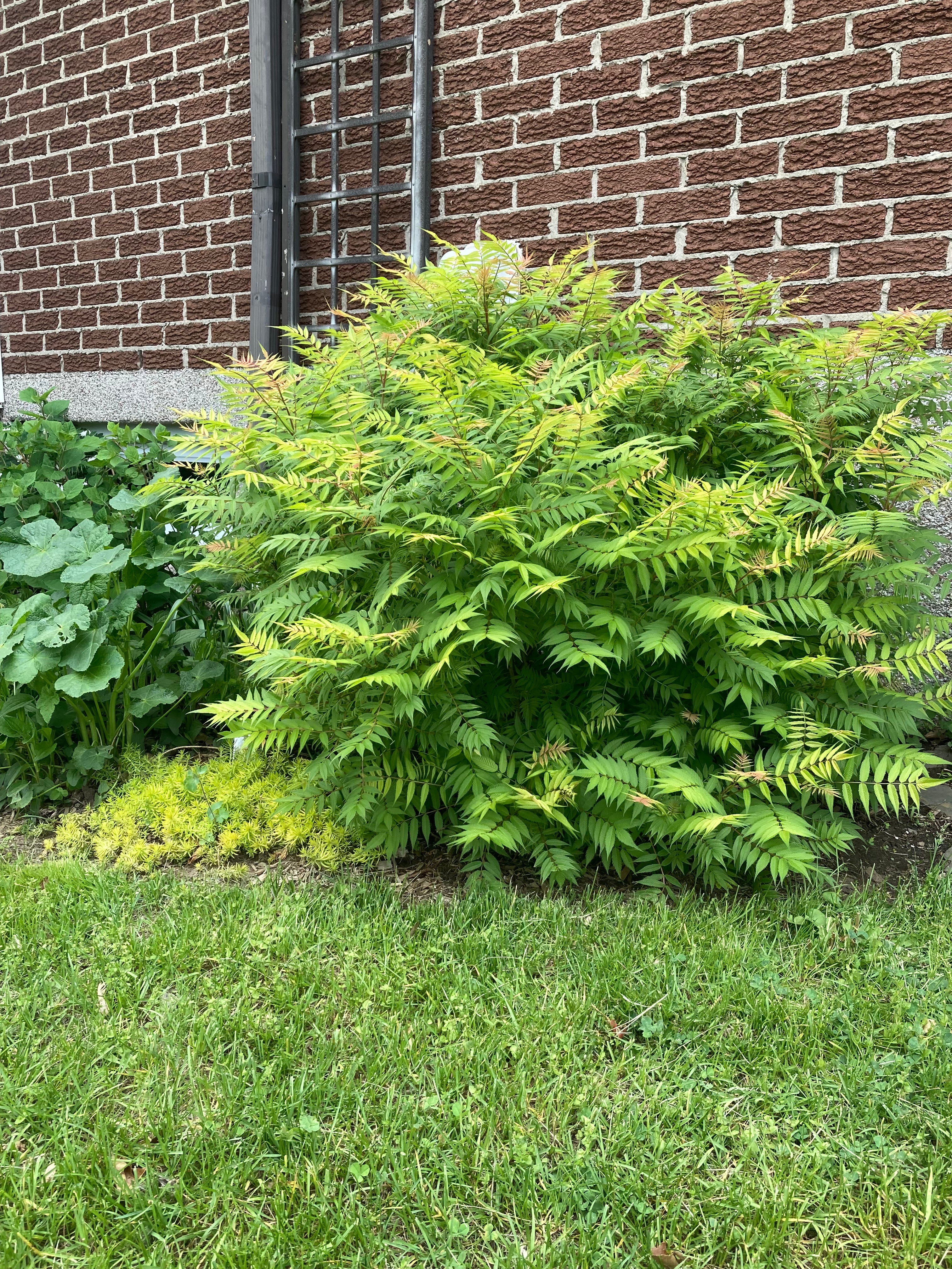 Sorbaria sorbifolia 'Sem' (Fausse Spirée compacte ‘Sem’)