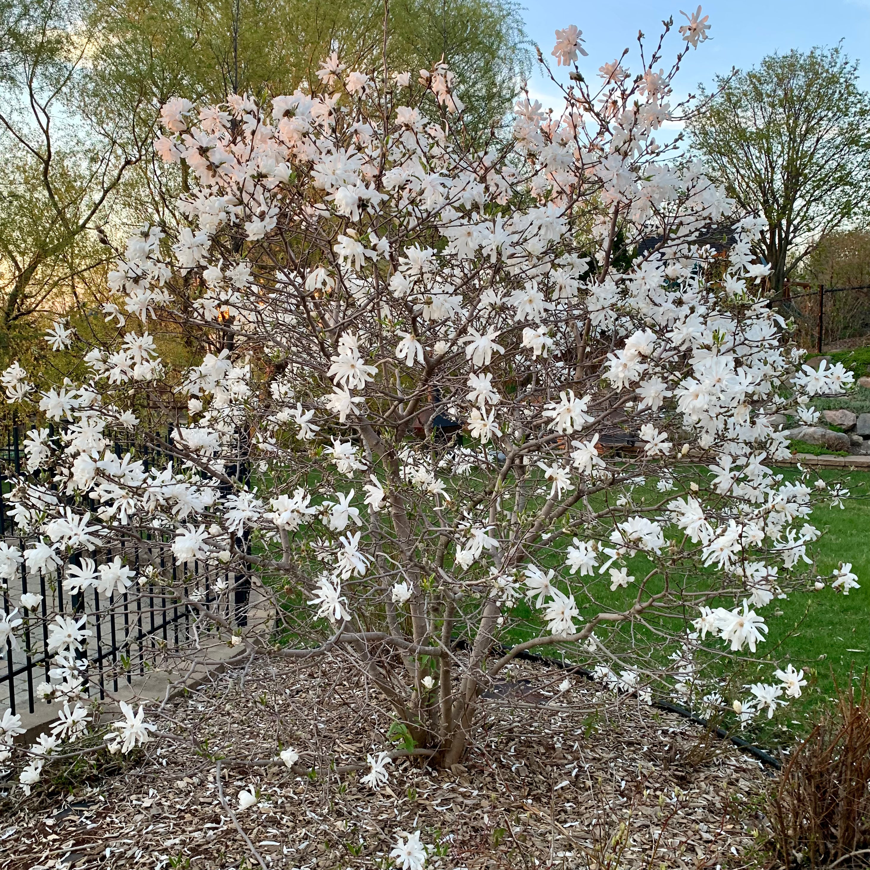 Magnolia stellata 'Royal Star' (Magnolia stellata ‘Royal Star’)