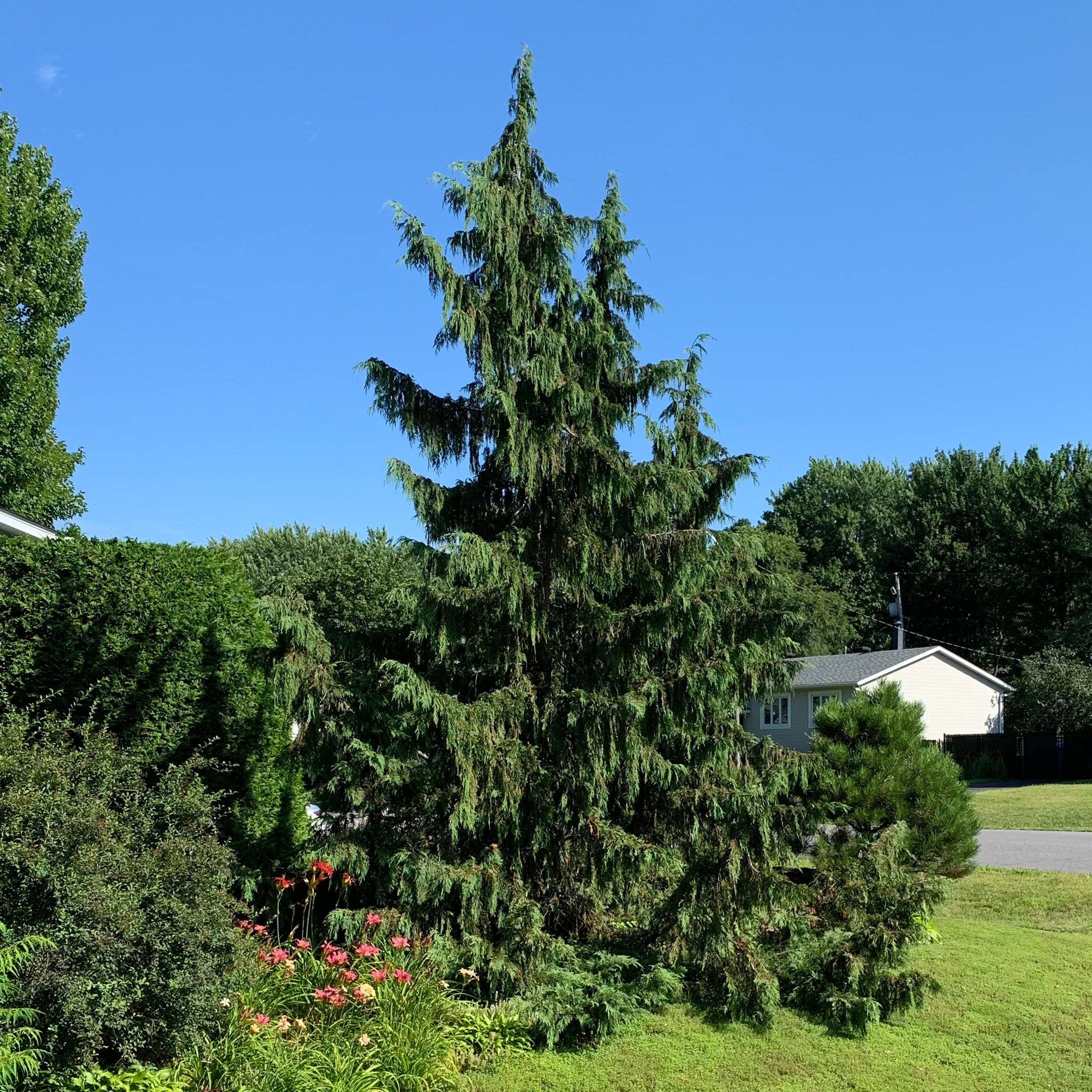 Faux-cyprès 'pleureur' (Chamaecyparis nootkatensis 'Pendula')