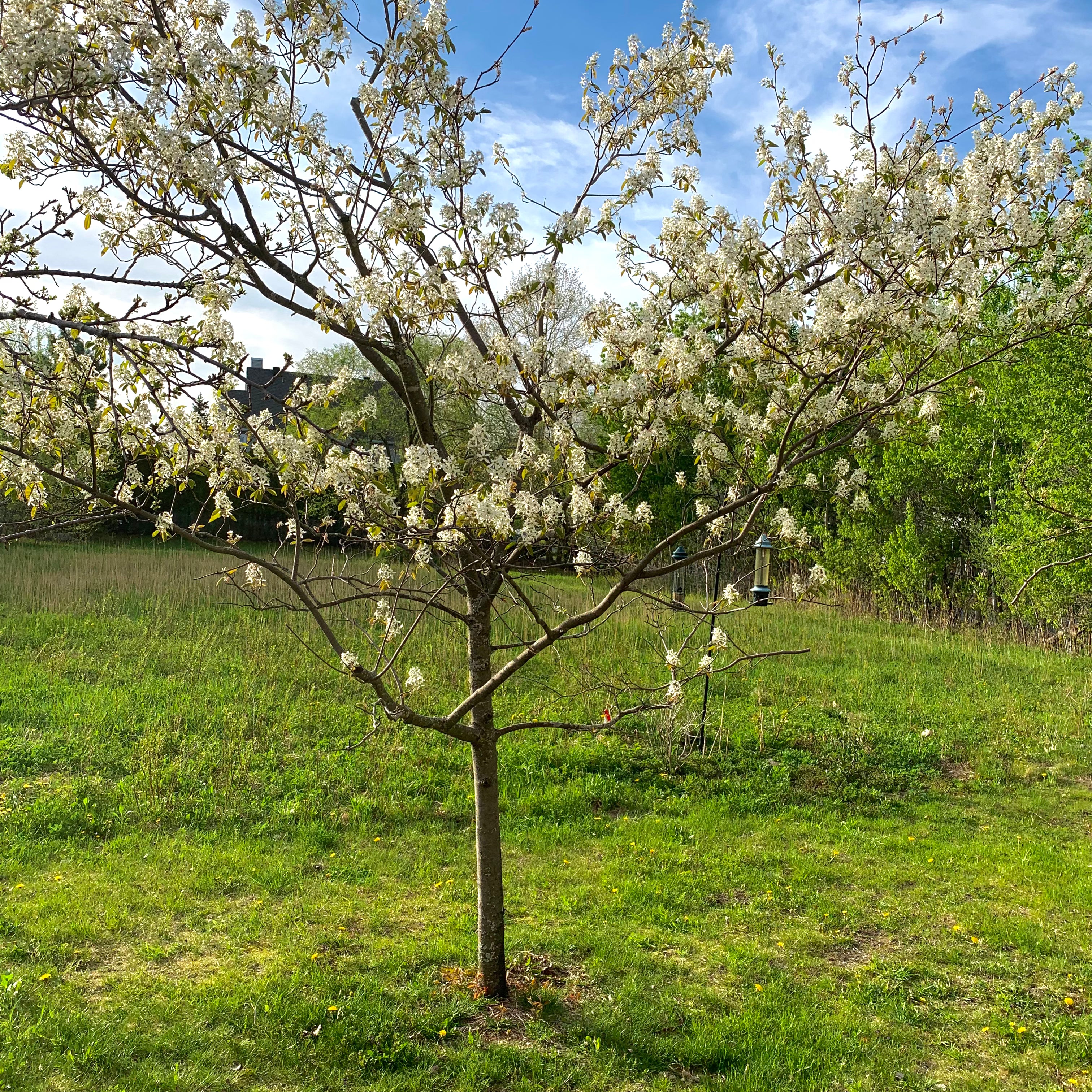 Amélanchier du Canada (Amelanchier canadensis)