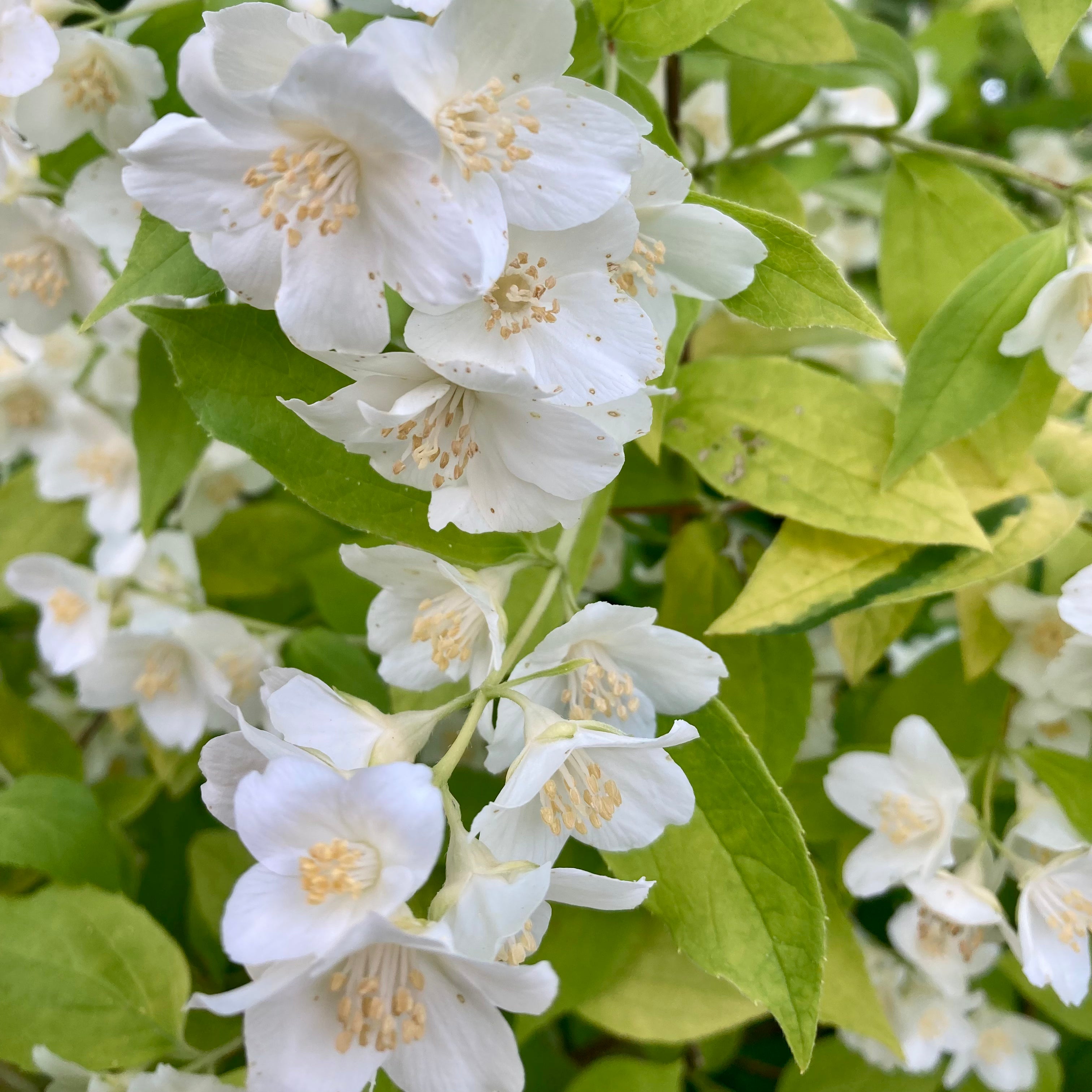 Philadelphus coronarius 'Aureus' (Seringat ‘doré’)