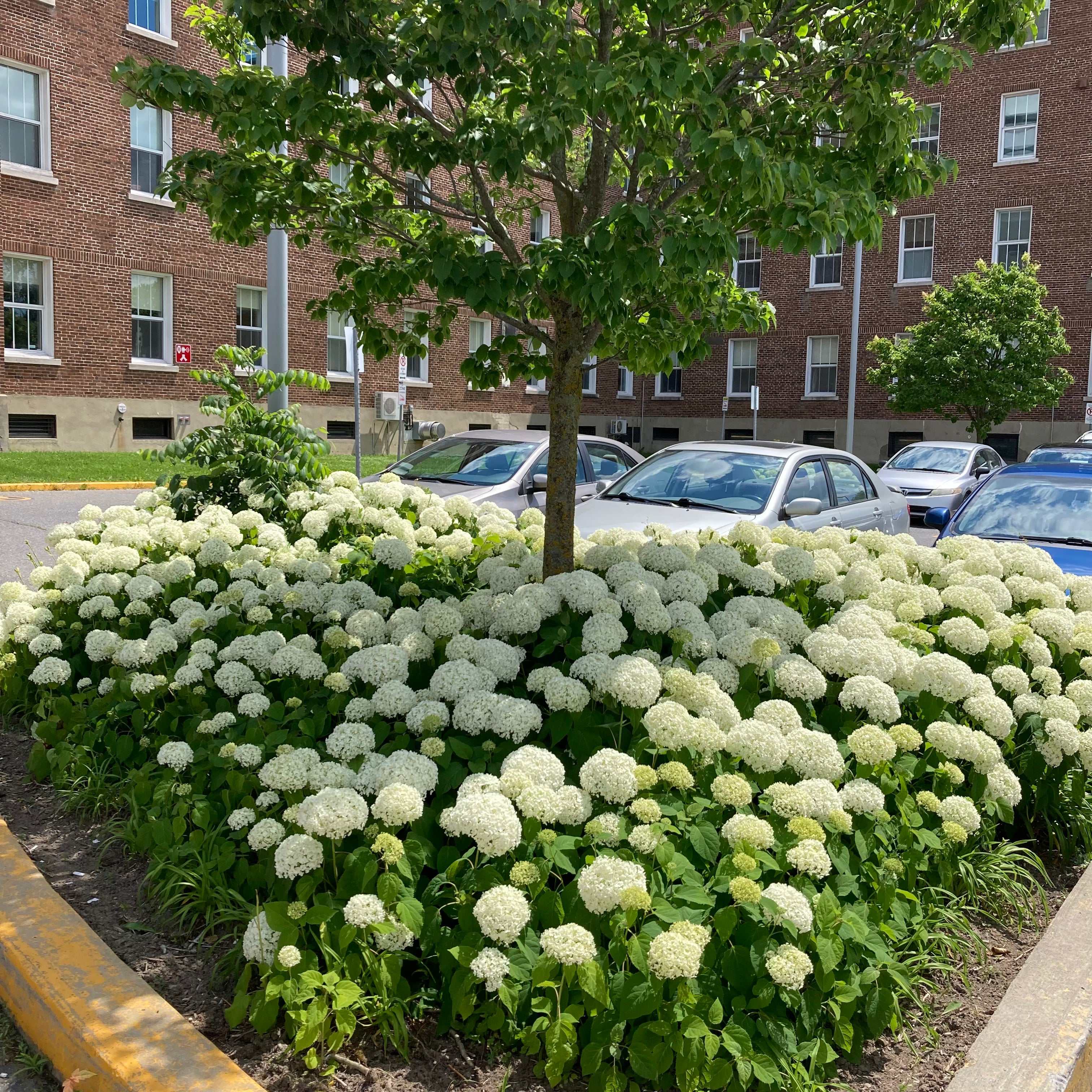 Hydrangea arborescens 'Annabelle' (Hydrangée arborescens‘Annabelle’)