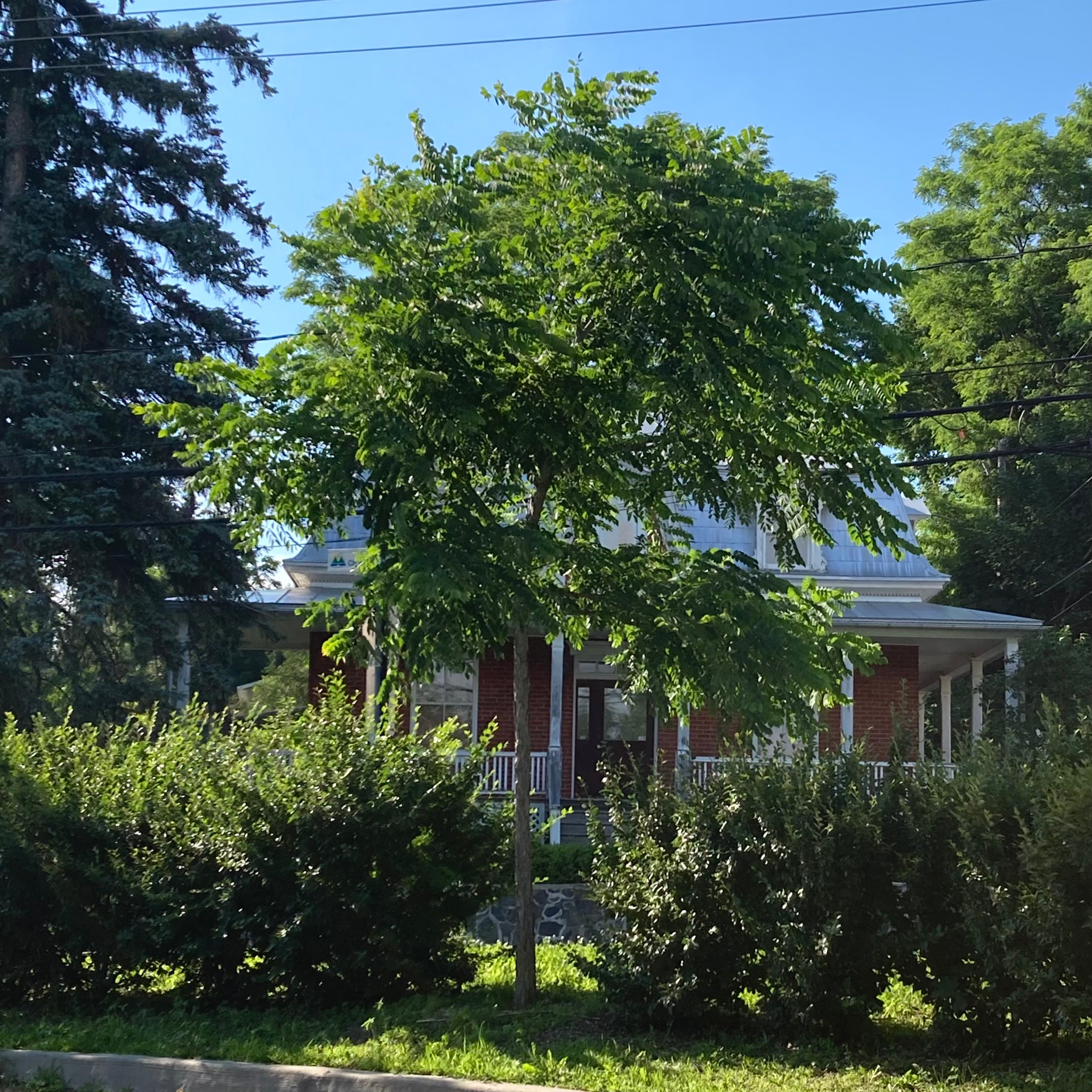 Chicot du Canada (Gymnocladus dioicus)