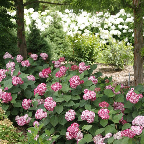 Hydrangea arborescens 'Incrediball' PW (Hydrangea arborescens ‘Incrediball’)