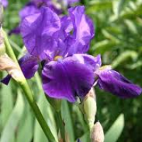 Iris 'Ebony Ember' (Iris remontant 'Ebony ember')