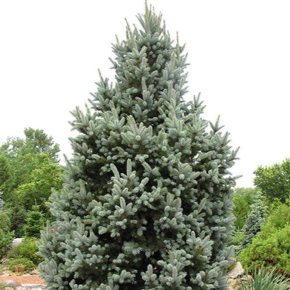 Picea pungens 'Iseli Fastigiata' (Épinette bleue ‘Iseli fastigiata’)