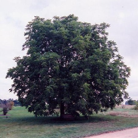 Juglans nigra (Noyer noir)