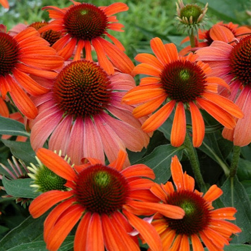 Echinacea x 'Julia' (Échinacée 'Julia')