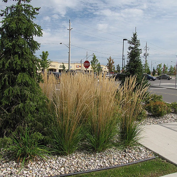 Calamagrostis acutiflora 'Karl Foerster' (Calamagrostide 'Karl Foester')