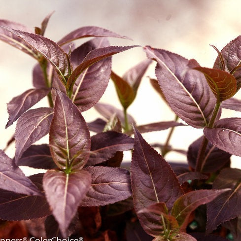 Diervilla 'Kodiak Black' PW (Dierville ‘Kodiak Black’)