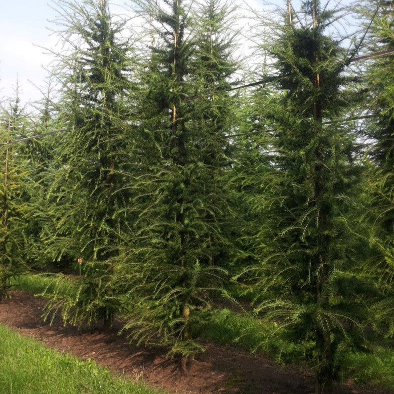 Larix decidua (Mélèze d'Europe)