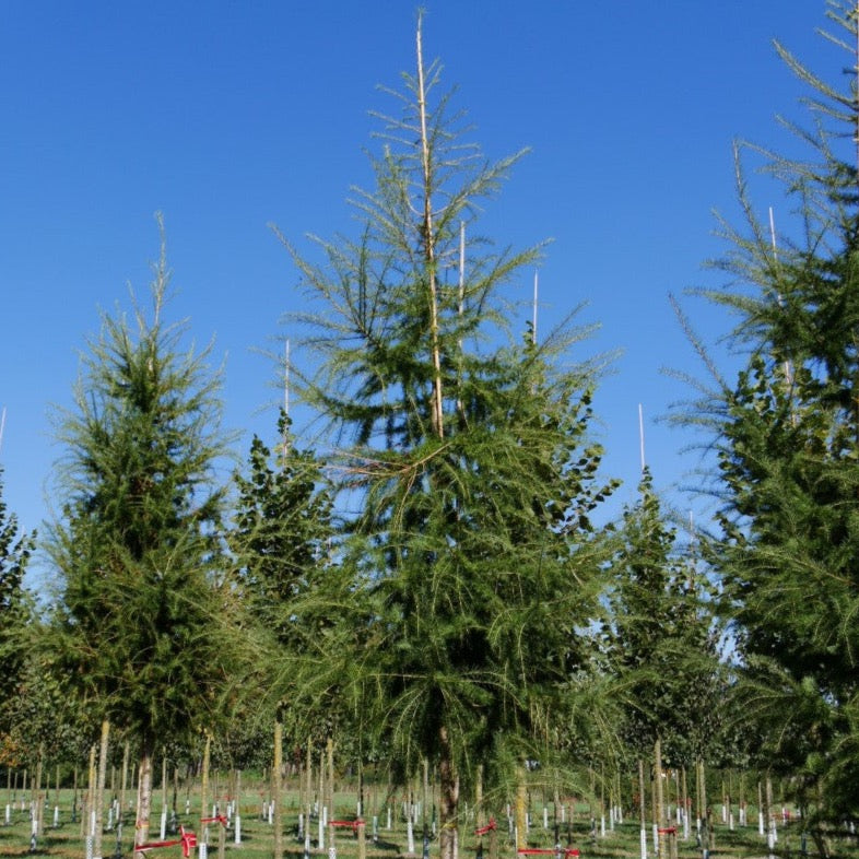 Larix decidua (Mélèze d'Europe)