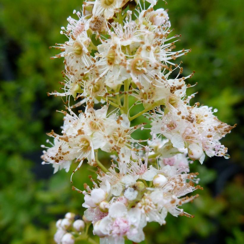 Spiraea latifolia (Spirée à larges feuilles)