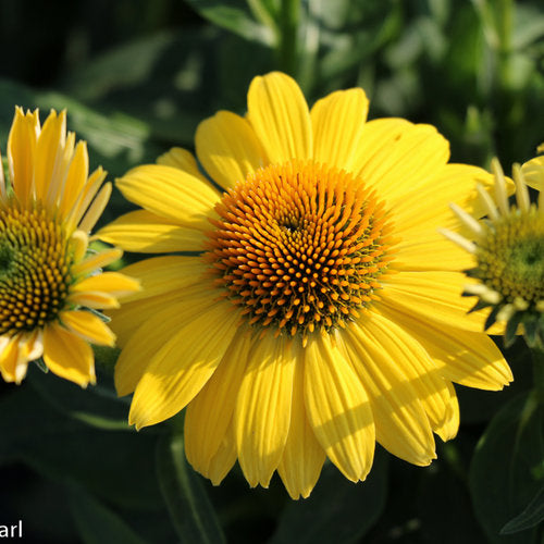 Echinacea x Sombrero Lemon Yellow (Échinacée 'Sombrero Lemon Yellow')