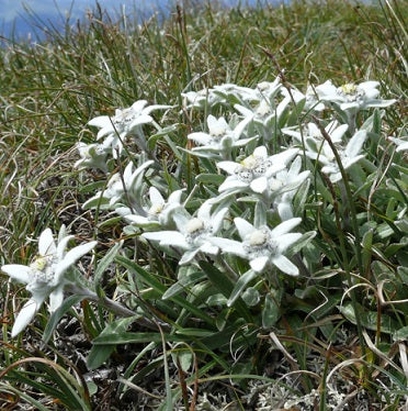LEONTOPODIUM alpinum (Edelweiss)