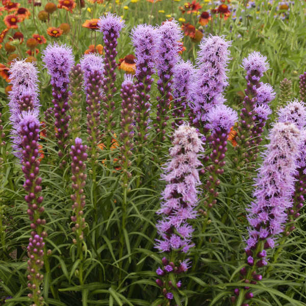 LIATRIS spicata 'Kobold'