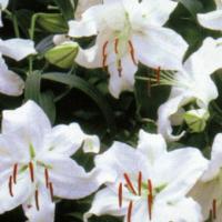 LILIUM oriental ‘Casablanca’