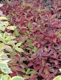 Cornus 'Little Rebel' (Cornouiller panaché ‘Little Rebel’)